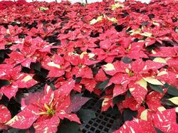 Glitter Poinsettia
