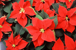 Red Poinsettia