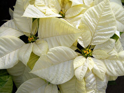 White Poinsettia